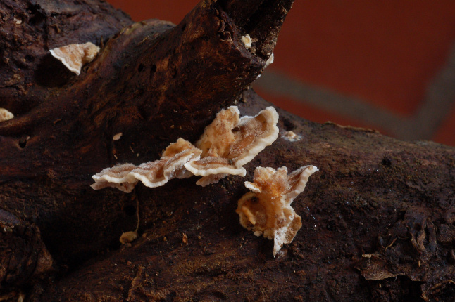 Quale Trametes??